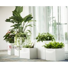 專注室內(nèi)綠植服務(wù)8年，綠植租賃，免費(fèi)養(yǎng)護(hù)，一站式商務(wù)空間